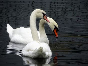 Swan floating on lake