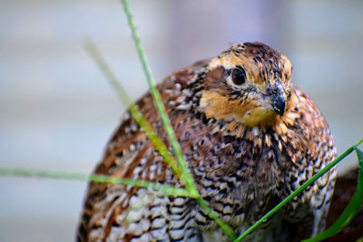 Close-up of bobwhite quail