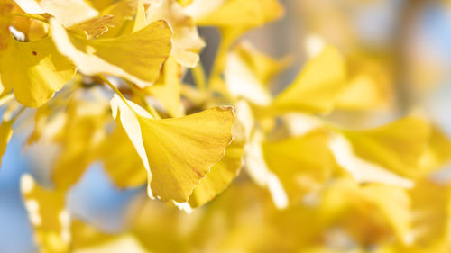Close-up of yellow flowering plant leaves