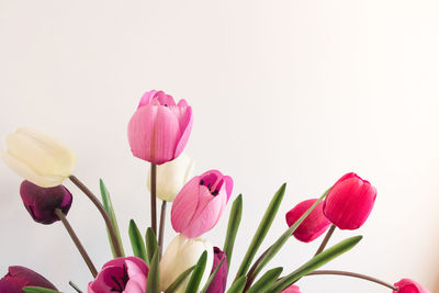 Close-up of pink tulips against white background