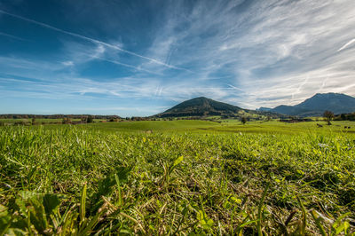 Scenic view of field against clear sky