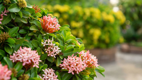 Close-up of pink ixora flowering plant blooming