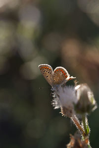 Close-up of butterfly pollinating on flower