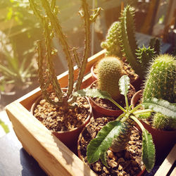 Close-up of succulent plant in pot