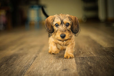 Portrait of a dog