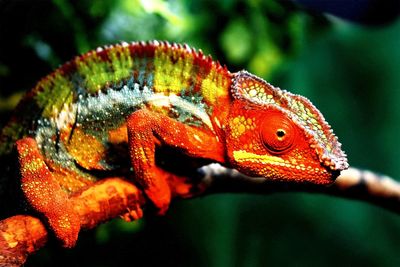 Close-up of chameleon