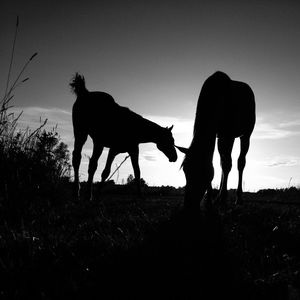 Horse grazing on field