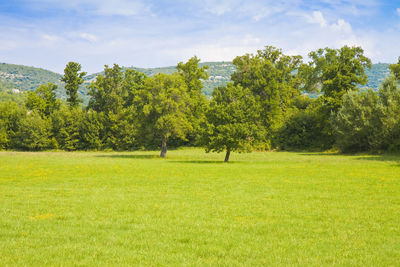 Trees on field against sky