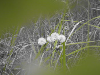 Close-up of white dandelion flowers