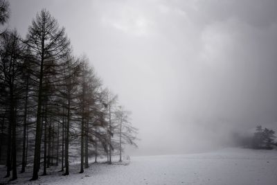 Trees on snow covered land against sky