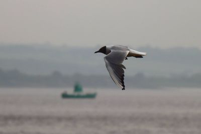 Seagull flying over sea with green boat in distance