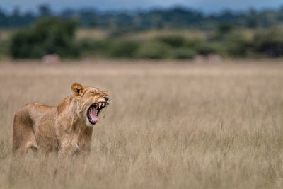 Lion on field