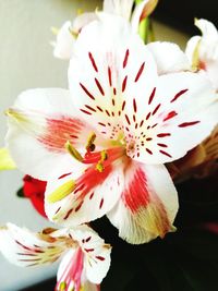 Close-up of white hibiscus flower