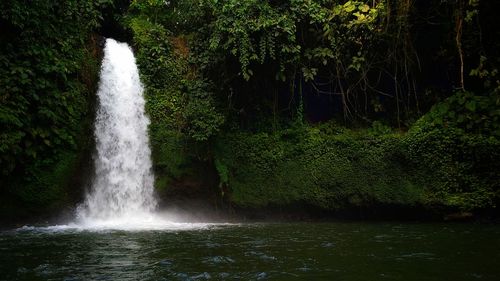 Scenic view of waterfall in forest