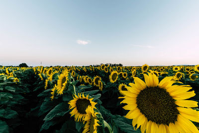 Sunflowers growing on field against sky