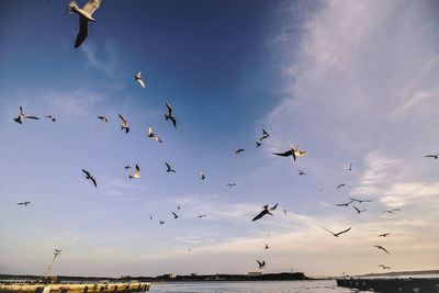 bird