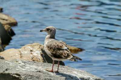 Seagull on rock by lake