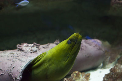 Close-up of fish swimming in sea