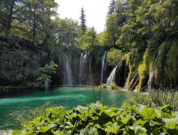 Scenic view of waterfall in forest