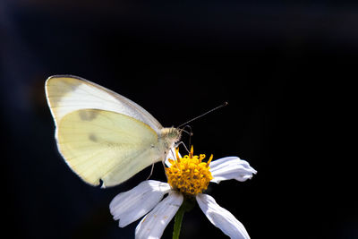 Close-up of butterfly pollinating on flower