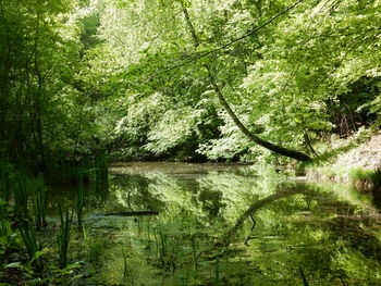 Scenic view of lake in forest