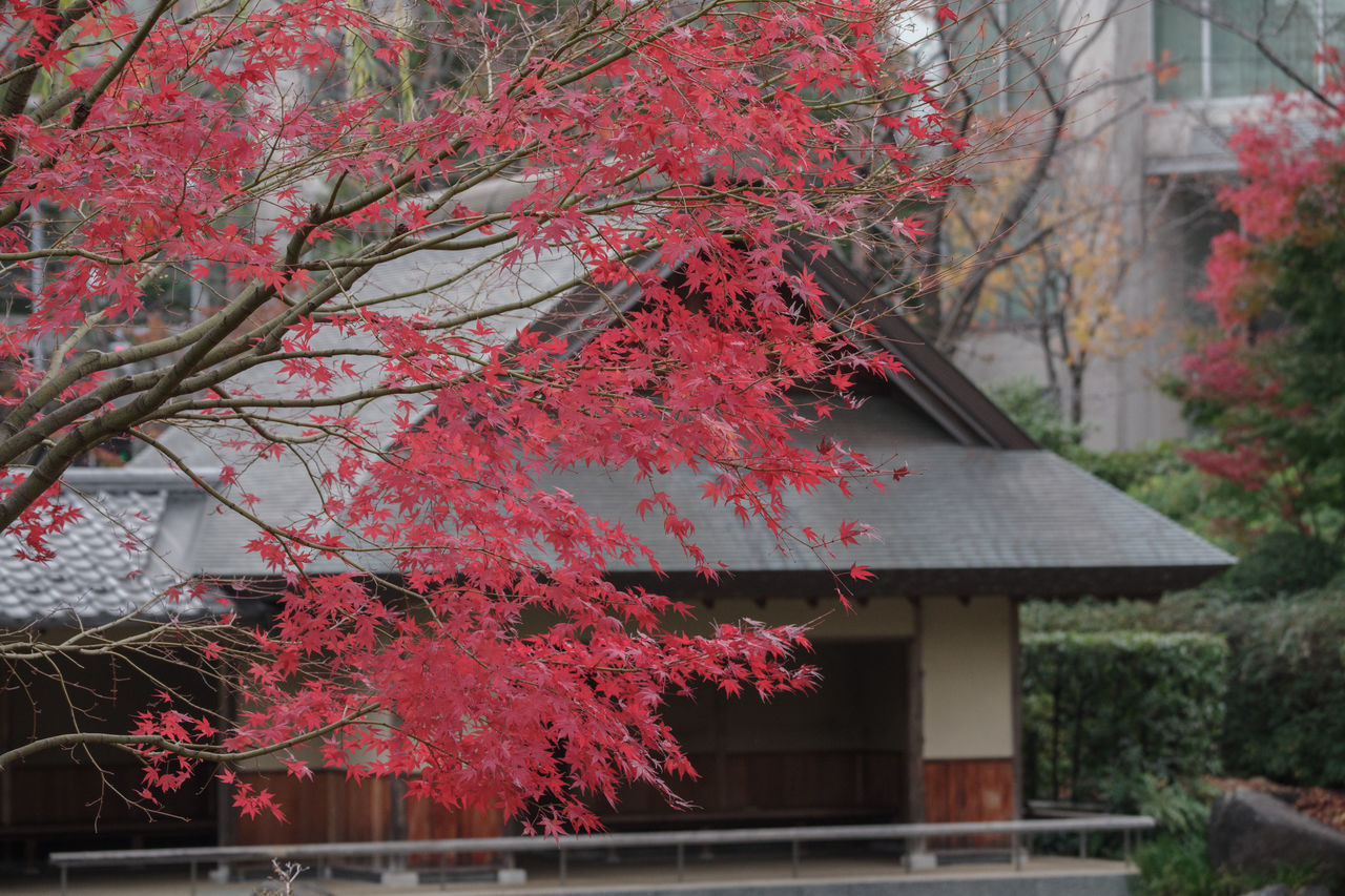 plant, tree, architecture, built structure, building exterior, autumn, maple, building, flower, nature, growth, branch, red, beauty in nature, no people, house, day, culture, leaf, outdoors, roof, blossom, residential district, flowering plant, japanese garden, cherry blossom, springtime, shrub, maple tree