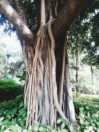 Low angle view of tree roots in forest