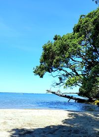 Scenic view of sea against clear blue sky