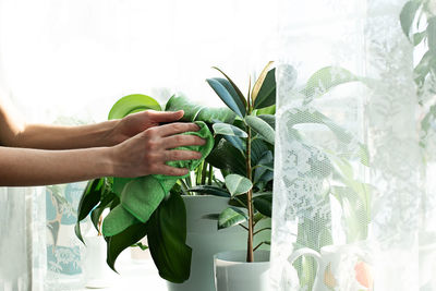 Close-up of hand holding potted plant