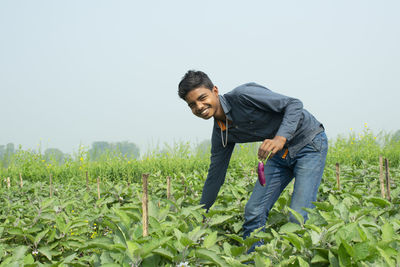 Young farmer plucking vegetable on field 