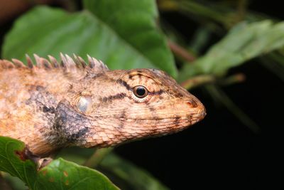 Close-up of lizard