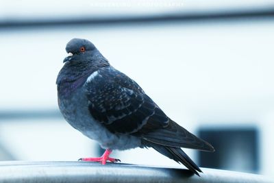 Close-up of bird perching