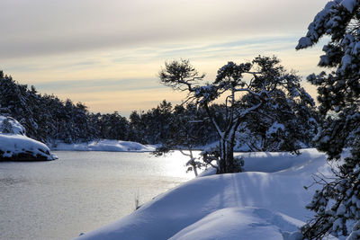 Snow covered plants by trees against sky during winter