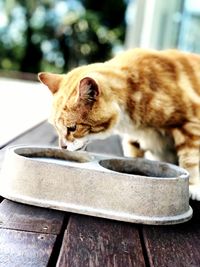 Close-up of a cat