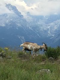 View of sheep on field