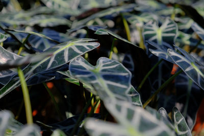 High angle view of plants growing on field