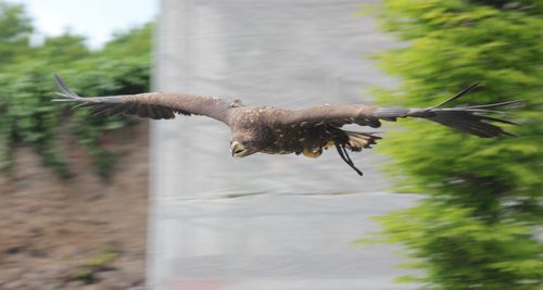 Bird flying over a tree