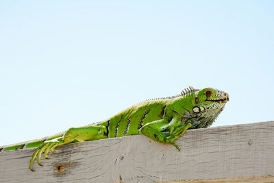 Close-up of lizard on leaf against clear sky