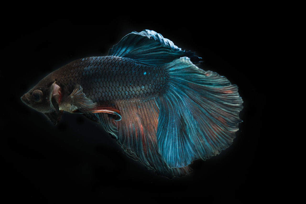 CLOSE-UP OF FISH UNDERWATER