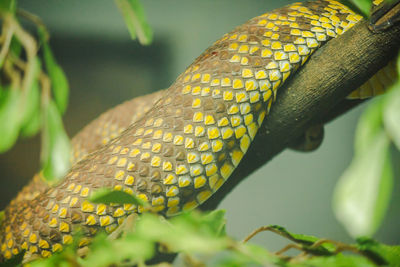 The boa constrictor is a beautiful snak