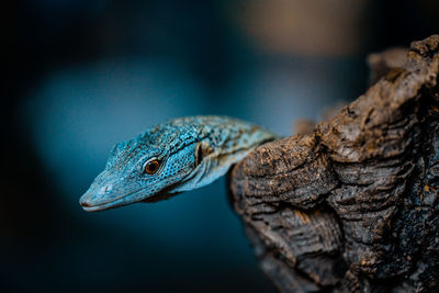 Close up of reptile