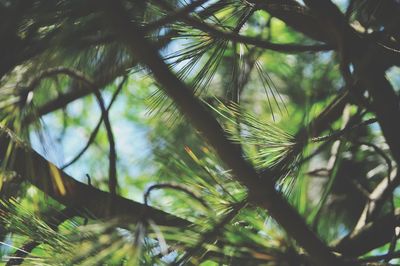 Low angle view of pine tree