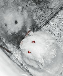 High angle view of white cat