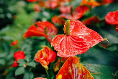 Close-up of red flowering plant