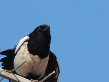 Close-up of bird perching against clear blue sky