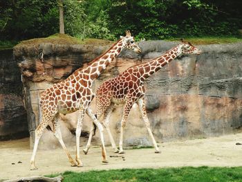 Giraffes walking by stone wall at zoo