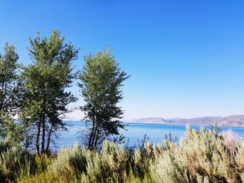 Scenic view of trees against clear blue sky