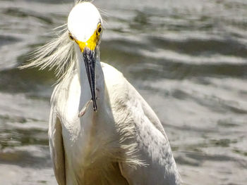 Close-up of bird perching on a lake