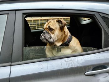 Dog looking through car window