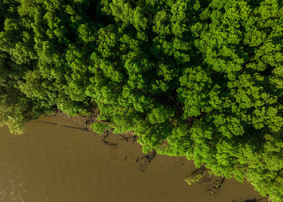 Green mangrove forest with morning sunlight. mangrove ecosystem. natural carbon sinks. mangroves